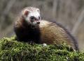 195 - POLECAT 02 - MAGOR BRIAN - united kingdom